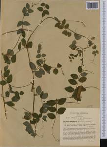 Vicia dumetorum L., Western Europe (EUR) (Italy)