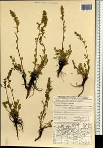 Artemisia borealis Pall., Mongolia (MONG) (Mongolia)