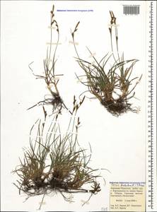 Carex liparocarpos subsp. bordzilowskii (V.I.Krecz.) T.V.Egorova, Caucasus, Stavropol Krai, Karachay-Cherkessia & Kabardino-Balkaria (K1b) (Russia)