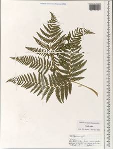 Pteridium aquilinum (L.) Kuhn, South Asia, South Asia (Asia outside ex-Soviet states and Mongolia) (ASIA) (India)