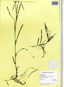 Potamogeton compressus L., Eastern Europe, North-Western region (E2) (Russia)