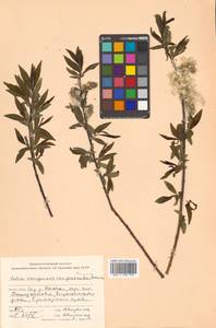 Salix kangensis Nakai, Siberia, Russian Far East (S6) (Russia)
