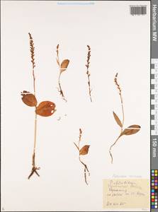 Platanthera chorisiana (Cham.) Rchb.f., Siberia, Russian Far East (S6) (Russia)