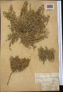 Halogeton glomeratus (Stephan ex M. Bieb.) C. A. Mey., Middle Asia, Muyunkumy, Balkhash & Betpak-Dala (M9) (Kazakhstan)