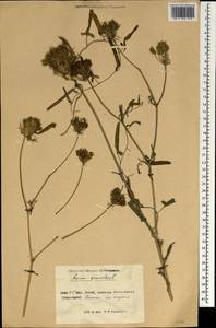 Apium graveolens L., South Asia, South Asia (Asia outside ex-Soviet states and Mongolia) (ASIA) (China)