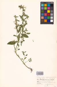 Stachys annua (L.) L., Eastern Europe, Moscow region (E4a) (Russia)