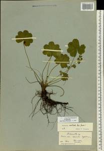 Alchemilla monticola Opiz, Eastern Europe, Moscow region (E4a) (Russia)