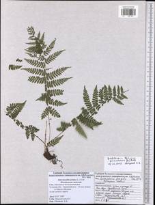 Athyrium filix-femina, Eastern Europe, Central region (E4) (Russia)