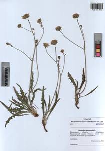 Scorzoneroides autumnalis subsp. autumnalis, Siberia, Altai & Sayany Mountains (S2) (Russia)