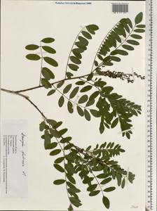 Amorpha fruticosa L., Eastern Europe, Middle Volga region (E8) (Russia)