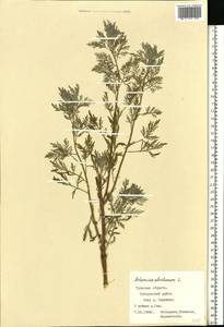 Artemisia abrotanum L., Eastern Europe, Central region (E4) (Russia)