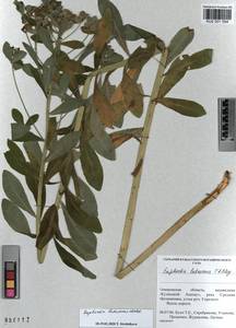 KUZ 001 554, Euphorbia pilosa L., Siberia, Altai & Sayany Mountains (S2) (Russia)