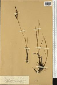 Carex maritima Gunnerus, Western Europe (EUR) (Norway)