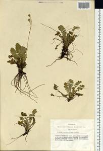 Geum geoides (Pall.) Smedmark, Siberia, Altai & Sayany Mountains (S2) (Russia)