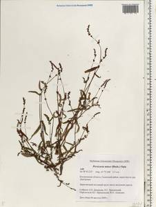 Persicaria minor (Huds.) Opiz, Eastern Europe, Central forest region (E5) (Russia)