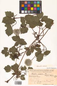 Clematis koreana Kom., Siberia, Russian Far East (S6) (Russia)