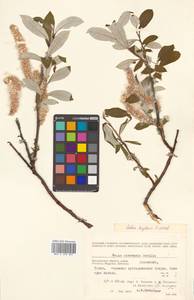 Salix krylovii E. L. Wolf, Siberia, Chukotka & Kamchatka (S7) (Russia)