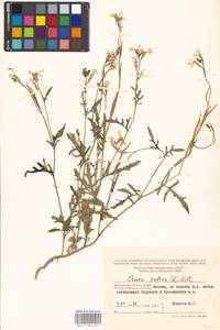 Eruca vesicaria subsp. sativa (Mill.) Thell., Eastern Europe, Moscow region (E4a) (Russia)