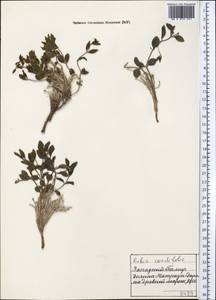 Rubia cordifolia L., Middle Asia, Pamir & Pamiro-Alai (M2)