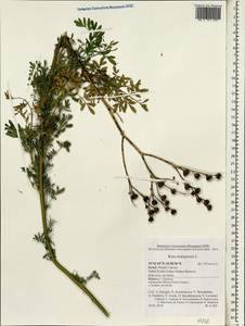 Ruta chalepensis L., South Asia, South Asia (Asia outside ex-Soviet states and Mongolia) (ASIA) (Israel)