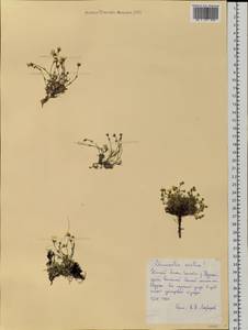 Cherleria arctica (Stev. ex Ser.) comb. ined., Siberia, Western Siberia (S1) (Russia)