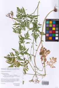 Chaerophyllum hirsutum L., Eastern Europe, Western region (E3) (Russia)