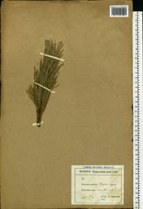 Pinus sylvestris L., Eastern Europe, South Ukrainian region (E12) (Ukraine)