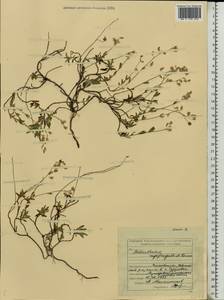 Helianthemum rupifragum A. Kerner, Eastern Europe, Middle Volga region (E8) (Russia)