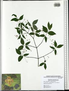 Euonymus verrucosus Scop., Eastern Europe, Central region (E4) (Russia)