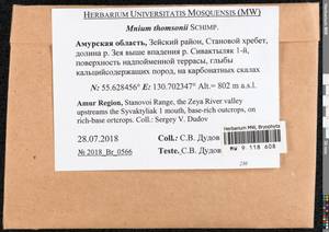 Mnium thomsonii Schimp., Bryophytes, Bryophytes - Russian Far East (excl. Chukotka & Kamchatka) (B20) (Russia)