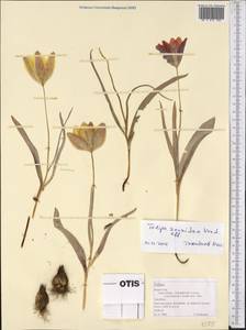 Tulipa lehmanniana Merckl., Middle Asia, Northern & Central Tian Shan (M4) (Kazakhstan)