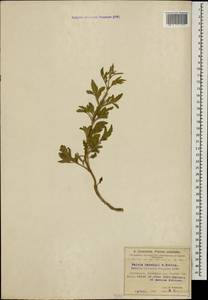 Salvia garedjii Troitsky, Caucasus, Azerbaijan (K6) (Azerbaijan)