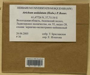 Atrichum undulatum (Hedw.) P. Beauv., Bryophytes, Bryophytes - European North East (B7) (Russia)