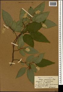 Ostrya carpinifolia Scop., Caucasus, Krasnodar Krai & Adygea (K1a) (Russia)