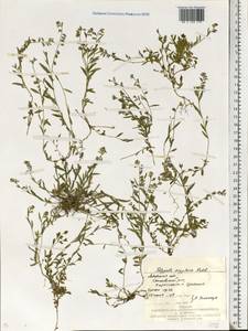 Polygala vulgaris subsp. oxyptera (Rchb.) Schübler & Martens, Eastern Europe, West Ukrainian region (E13) (Ukraine)