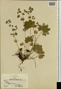 Alchemilla schistophylla Juz., Eastern Europe, Moscow region (E4a) (Russia)