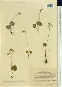 Micranthes nelsoniana var. insularis (Hultén) Gornall & H. Ohba, Siberia, Chukotka & Kamchatka (S7) (Russia)