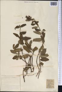 Betonica betoniciflora (Rupr. ex O.Fedtsch. & B.Fedtsch.) Sennikov, Middle Asia, Western Tian Shan & Karatau (M3) (Kazakhstan)