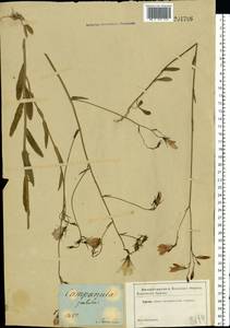 Campanula patula L., Eastern Europe, Central forest region (E5) (Russia)