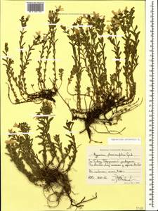 Hypericum orientale L., Caucasus, Stavropol Krai, Karachay-Cherkessia & Kabardino-Balkaria (K1b) (Russia)
