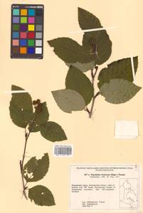 Alnus duschekia × fruticosa, Siberia, Chukotka & Kamchatka (S7) (Russia)