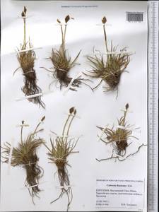 Carex kokanica (Regel) S.R.Zhang, Middle Asia, Northern & Central Tian Shan (M4) (Kyrgyzstan)