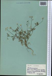 Torilis arvensis (Huds.) Link, Middle Asia, Pamir & Pamiro-Alai (M2) (Tajikistan)