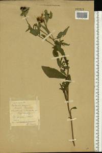 Centaurea phrygia L., Eastern Europe, Central forest region (E5) (Russia)