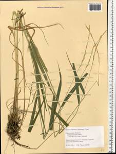 Elymus fibrosus (Schrenk) Tzvelev, Eastern Europe, Western region (E3) (Russia)