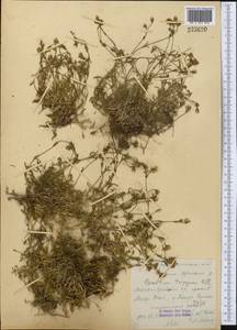 Dichodon cerastoides (L.) Rchb., Middle Asia, Western Tian Shan & Karatau (M3) (Kazakhstan)