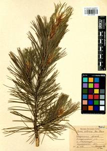 Pinus sibirica Du Tour, Siberia, Baikal & Transbaikal region (S4) (Russia)