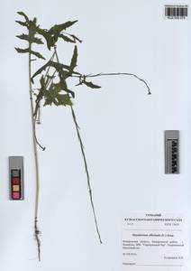 KUZ 005 075, Sisymbrium officinale (L.) Scop., Siberia, Altai & Sayany Mountains (S2) (Russia)