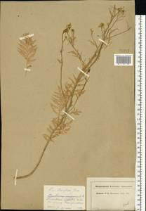 Rorippa sylvestris (L.) Besser, Eastern Europe, Moscow region (E4a) (Russia)