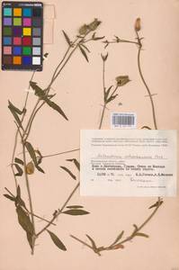 Silene astrachanica (Pacz.) Takht., Eastern Europe, Lower Volga region (E9) (Russia)